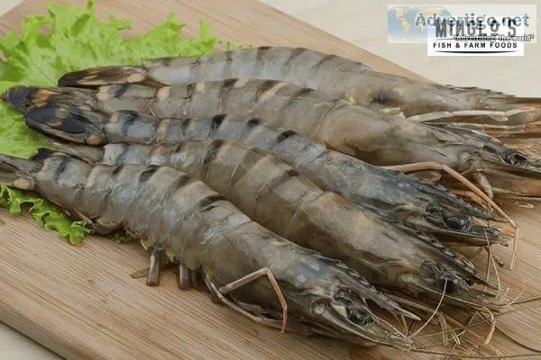 Black tiger prawns whole with head - minglos