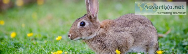 Get Pest Control for Rabbit  Combat Pest Solutions