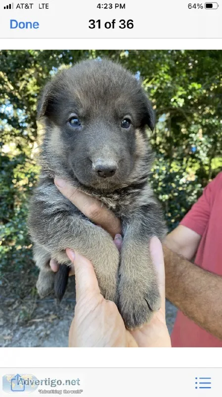 German Shepherd Puppies
