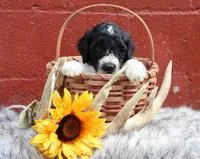 Damon Male Sheepadoodle