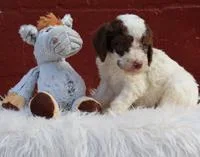 Denali Female Sheepadoodle