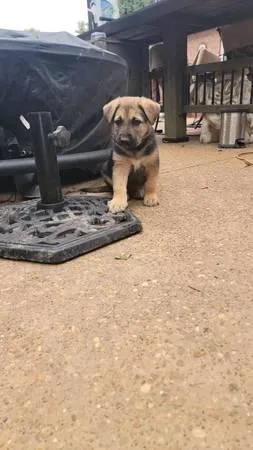 Purebred male German shepherd puppies