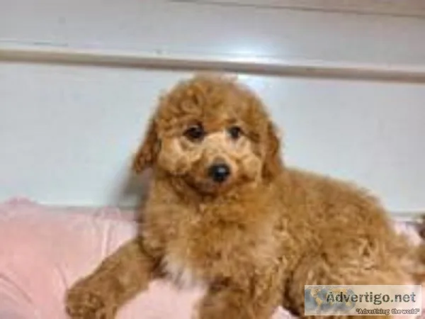 Daisy Female Cavachonpoo