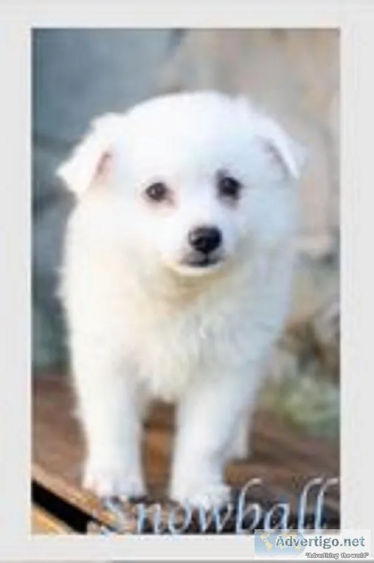 Snowball Male American Eskimo