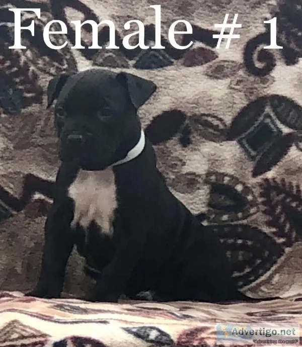 Am. Pit Bull Terrier Pups