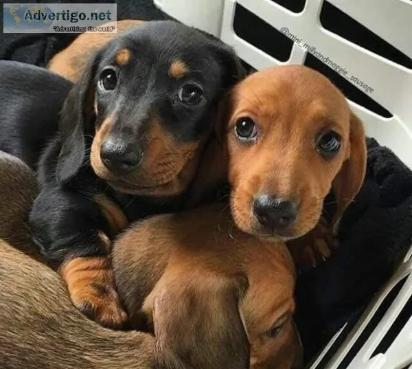 Beagle puppy