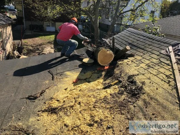 Tree Service in Hoboken NJ