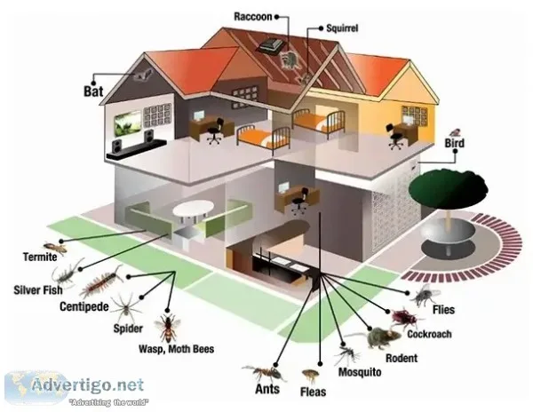 Pest control service