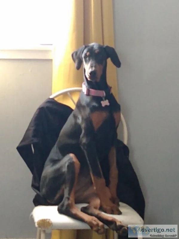 Doberman puppy