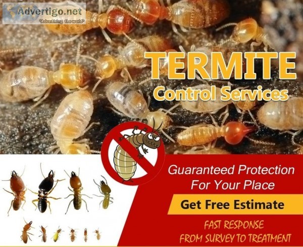 Termite Control Services in Ghaziabad