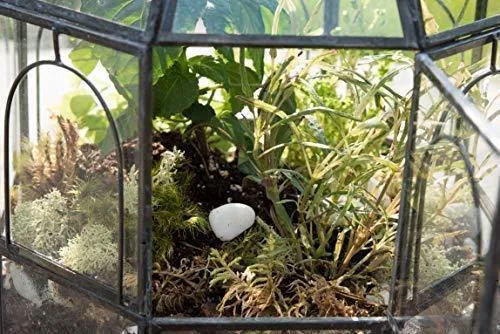 Birdcage Terrarium for Sale  Urban Born