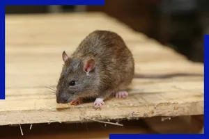 Rodent Control in Atlanta&nbsp