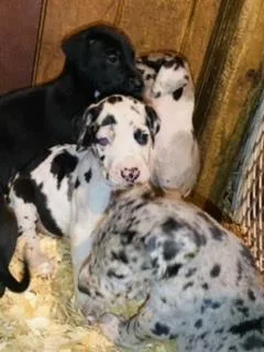 Great Dane Puppies