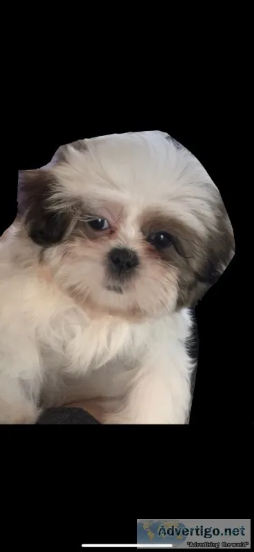 Shih tzu puppy