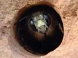 Bee Removal Services