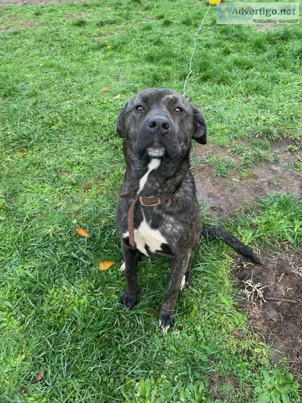 Pyrenees Mastiff