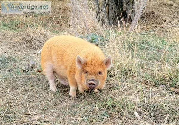 Kune Kune Piglets
