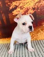 willson frenchton