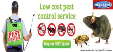 Pest Control Delhi
