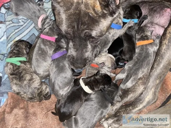 Cane Corso puppies