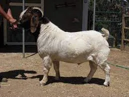 Boer bucks and does for sale