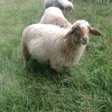 Fat tail awassi and gissar sheep for sale