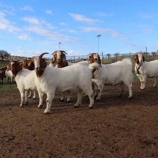 Boer bucks and does for sale