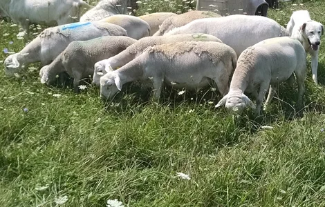 White dorper ewes