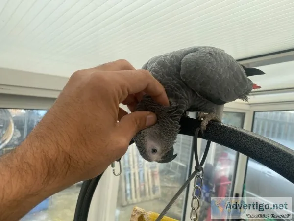 African gray parrots for sale