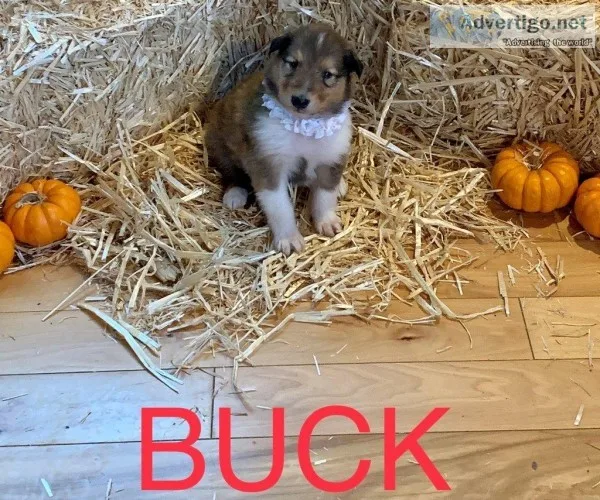 Buck Rough Collie