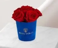Mini Everlasting Rose  Rosadolce.com.au