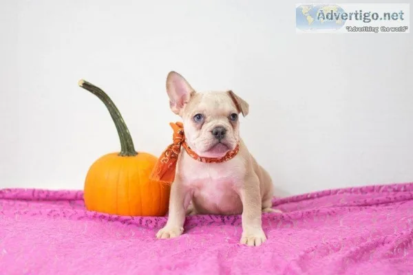 Rolo French bulldog