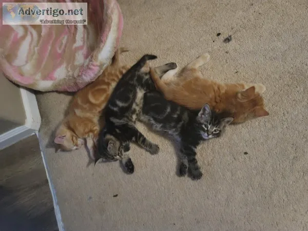 Kittens to rehome