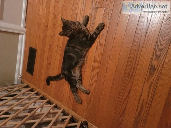 Kittens to rehome