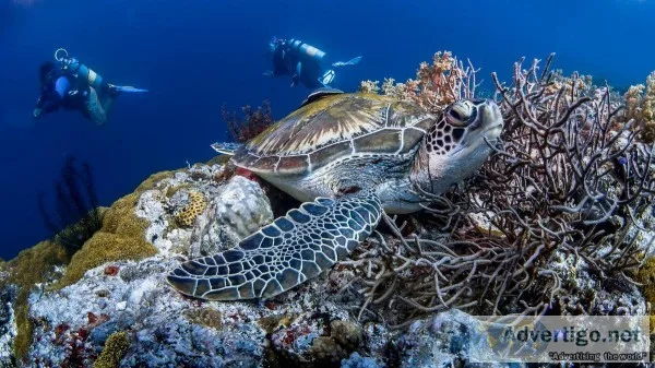 Experience SSI Deep Diving in the Andaman Islands