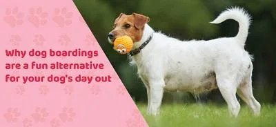 Best Dog Boarding Facilities-OKC Vera s Posh Paws.