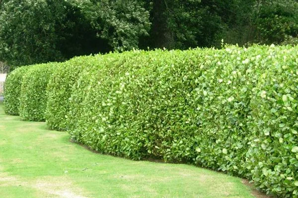 Top Hedge Maintenance Services In Aberdeen- SG Tree Services