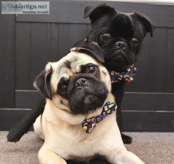 Available for adoption to my four full blooded Pug puppies.