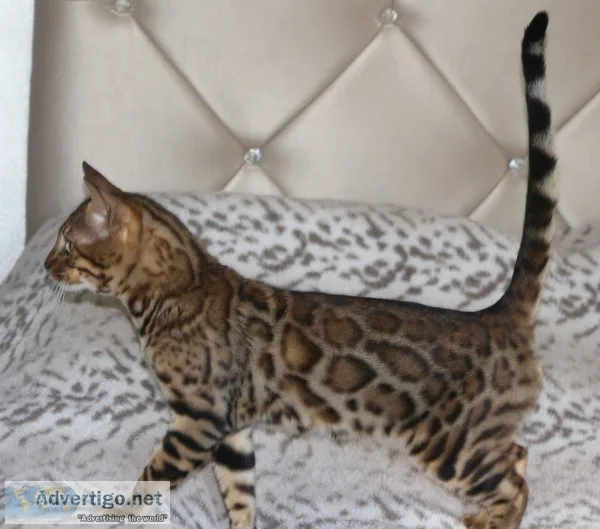 Bengal kittens cfa and tica