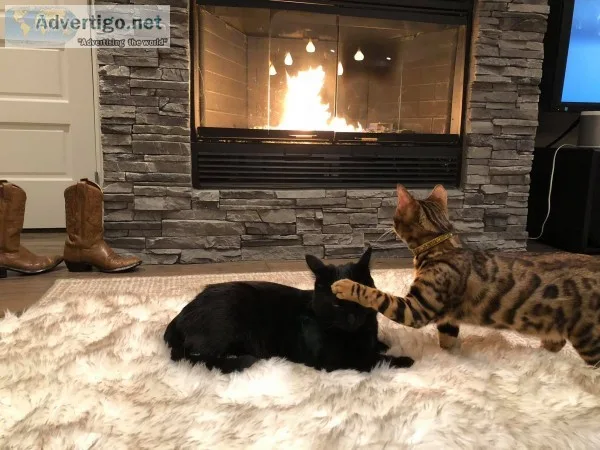 Tica and cfa bengal kittens