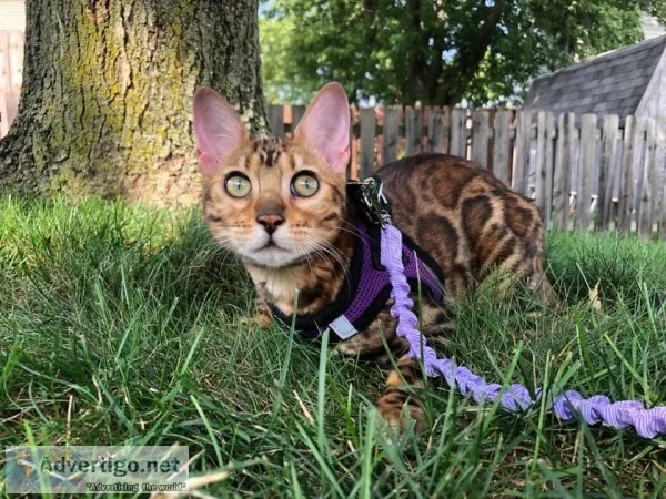 Bengal kittens cfa and tica