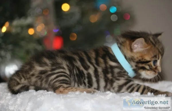 Tica and cfa bengal kittens