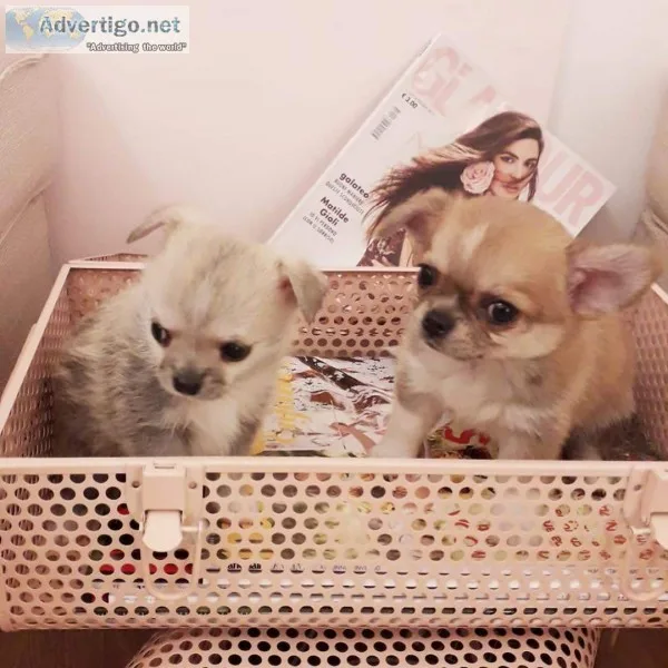 Beautiful chihuahua puppies for adoption