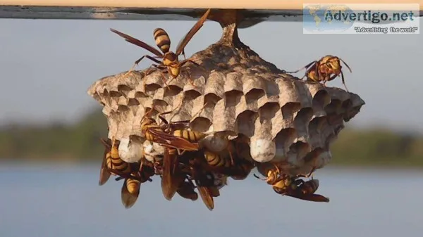 Get Wasp Nest Treatment With Del Valle Pest Control