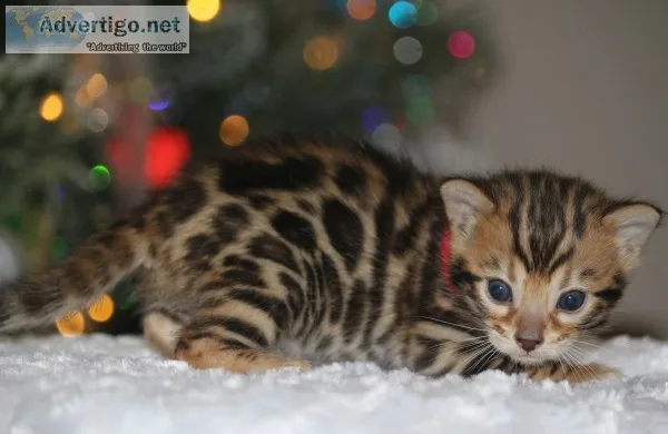 Bengal kittens cfa and tica