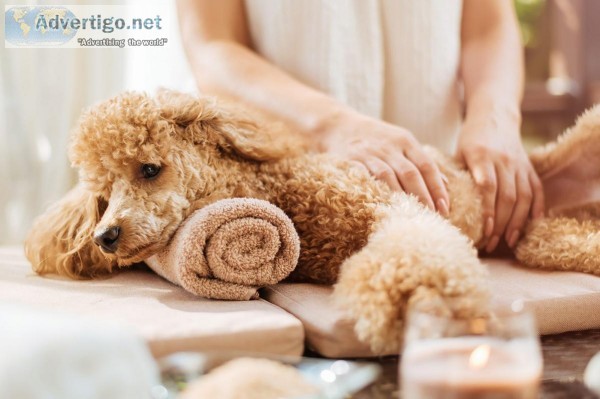 Qualified and Trained Dog Groomers in Puyallup