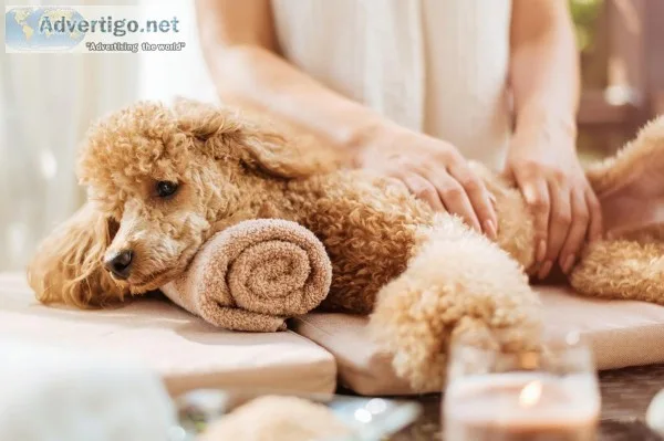 Qualified and Trained Dog Groomers in Puyallup