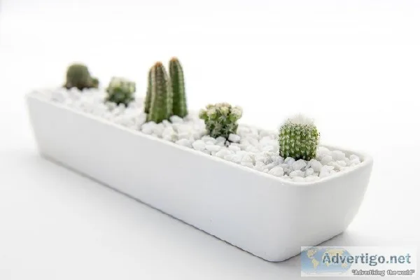 Succulent Delivery Sydney  Happylittlesucculent s.com.au