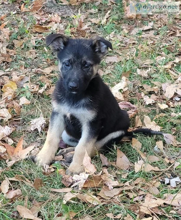 GERMAN SHEPHERD PUPPIES