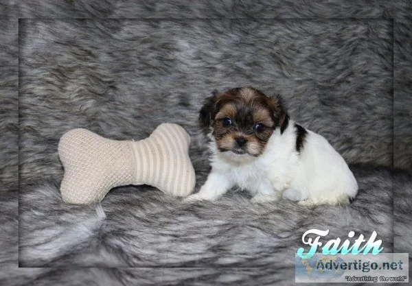 Faith Shorkie